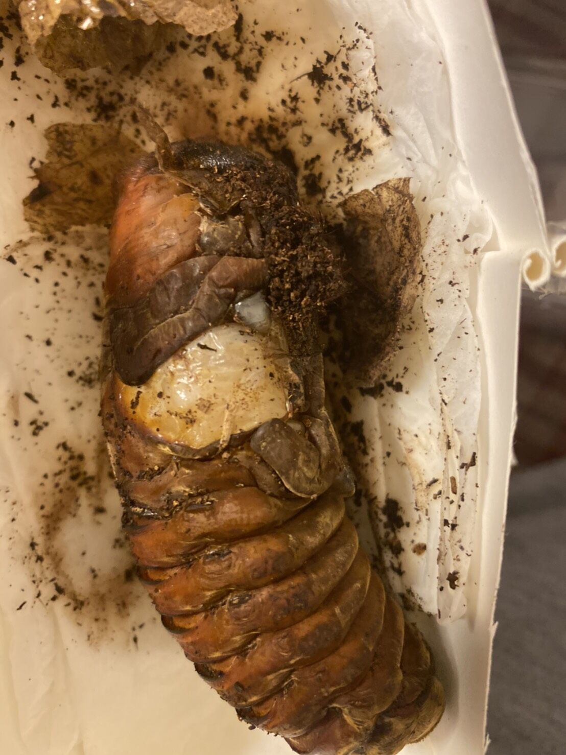 カブトムシおじさんの使命 初めて見るゾウさんの蛹 どしたの クロエ カブトムシおじさんの使命 初めて見るゾウさんの蛹 どしたの クロエ