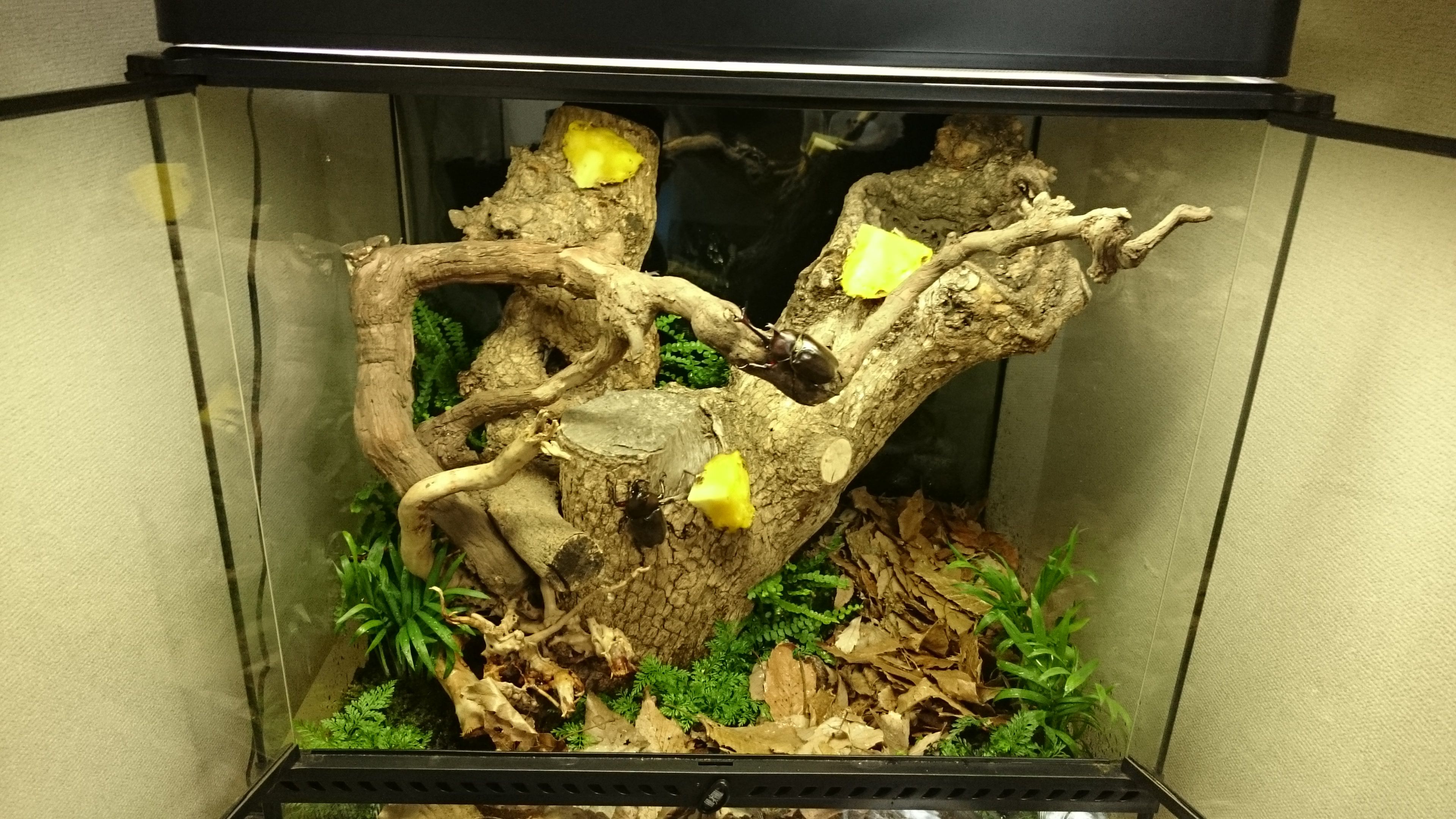 テラリウム完成 土砂降りの中 どしたの クロエ