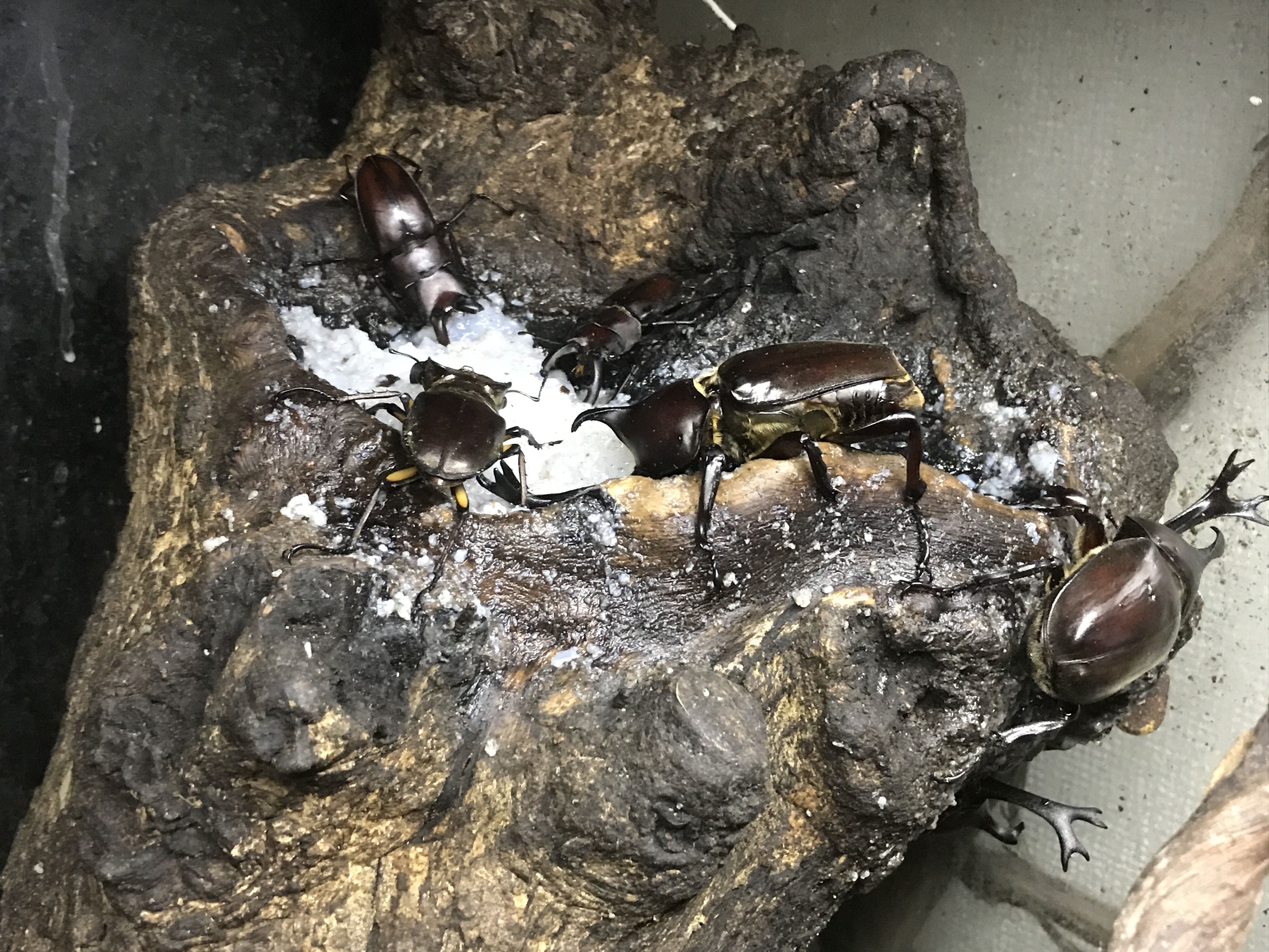 テラリウム18 どしたの クロエ