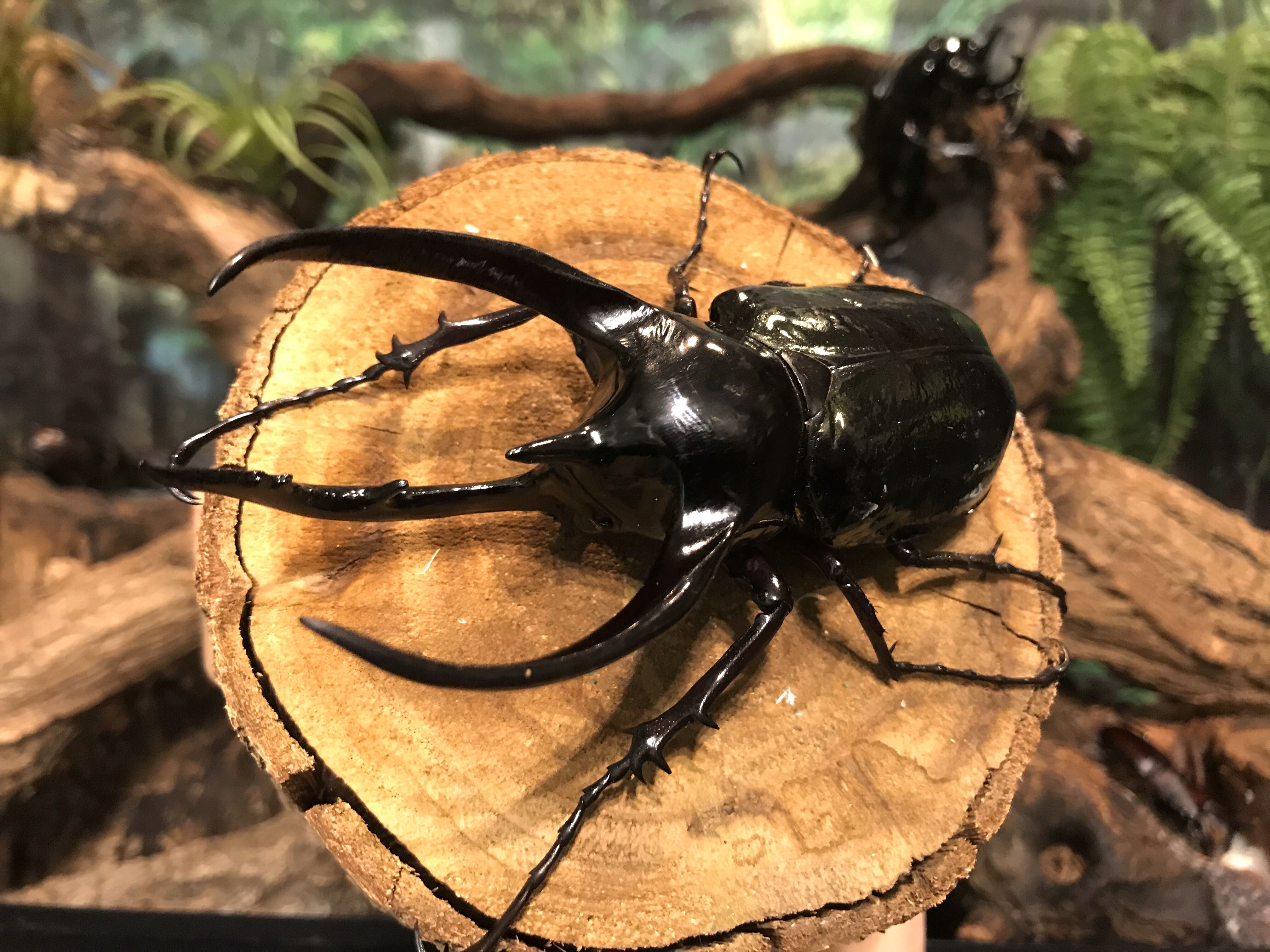 コーカサスオオカブト　西ジャワ　Mt.Halimun産　WF1(CBF1) 幼虫10頭セット ジャワコーカサス 　 ジャワコーカサス No.2 特大 | 愉快な海と波と恵