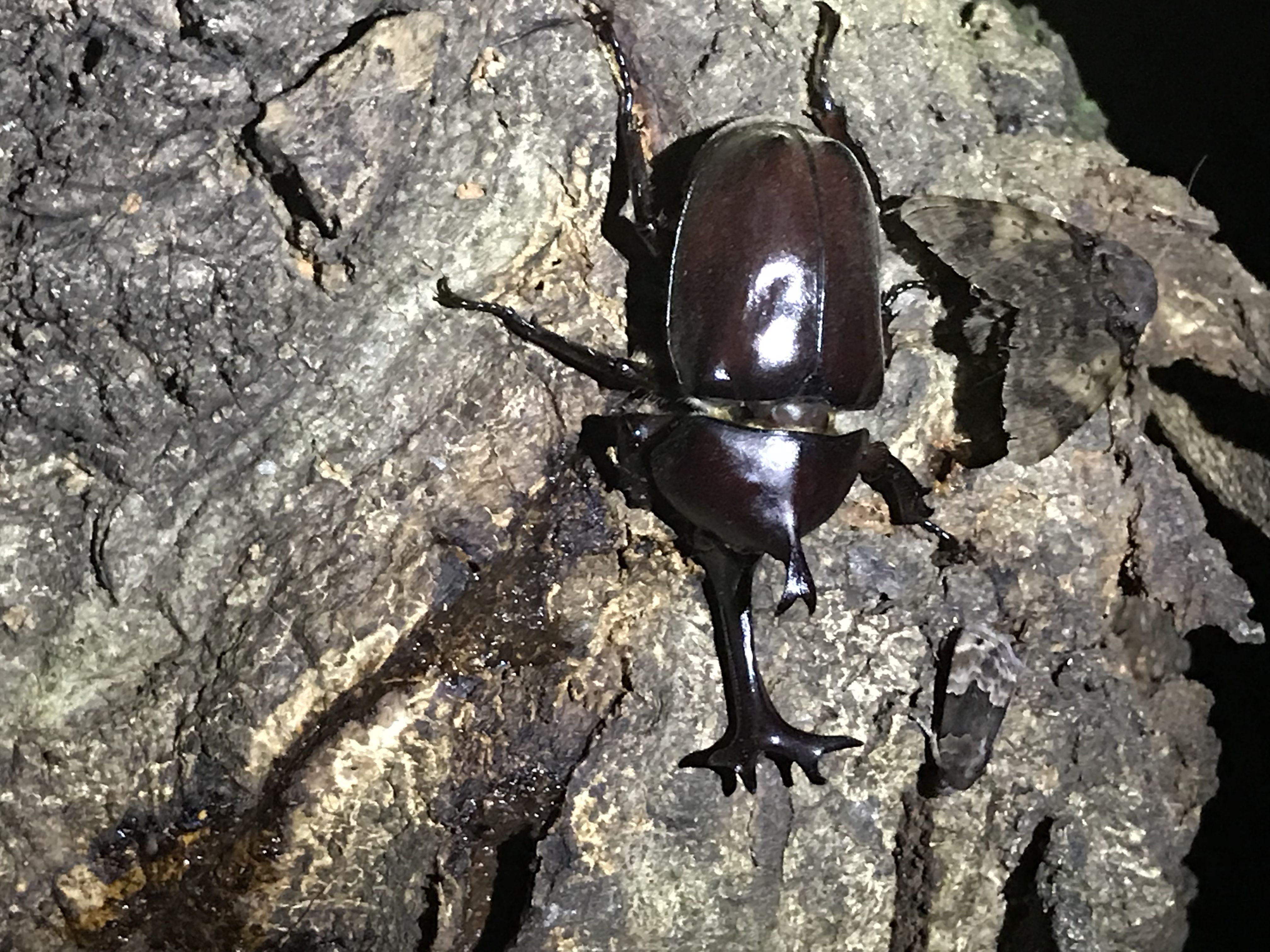 頭角先端幅20mmの国産カブト : どしたの？クロエ