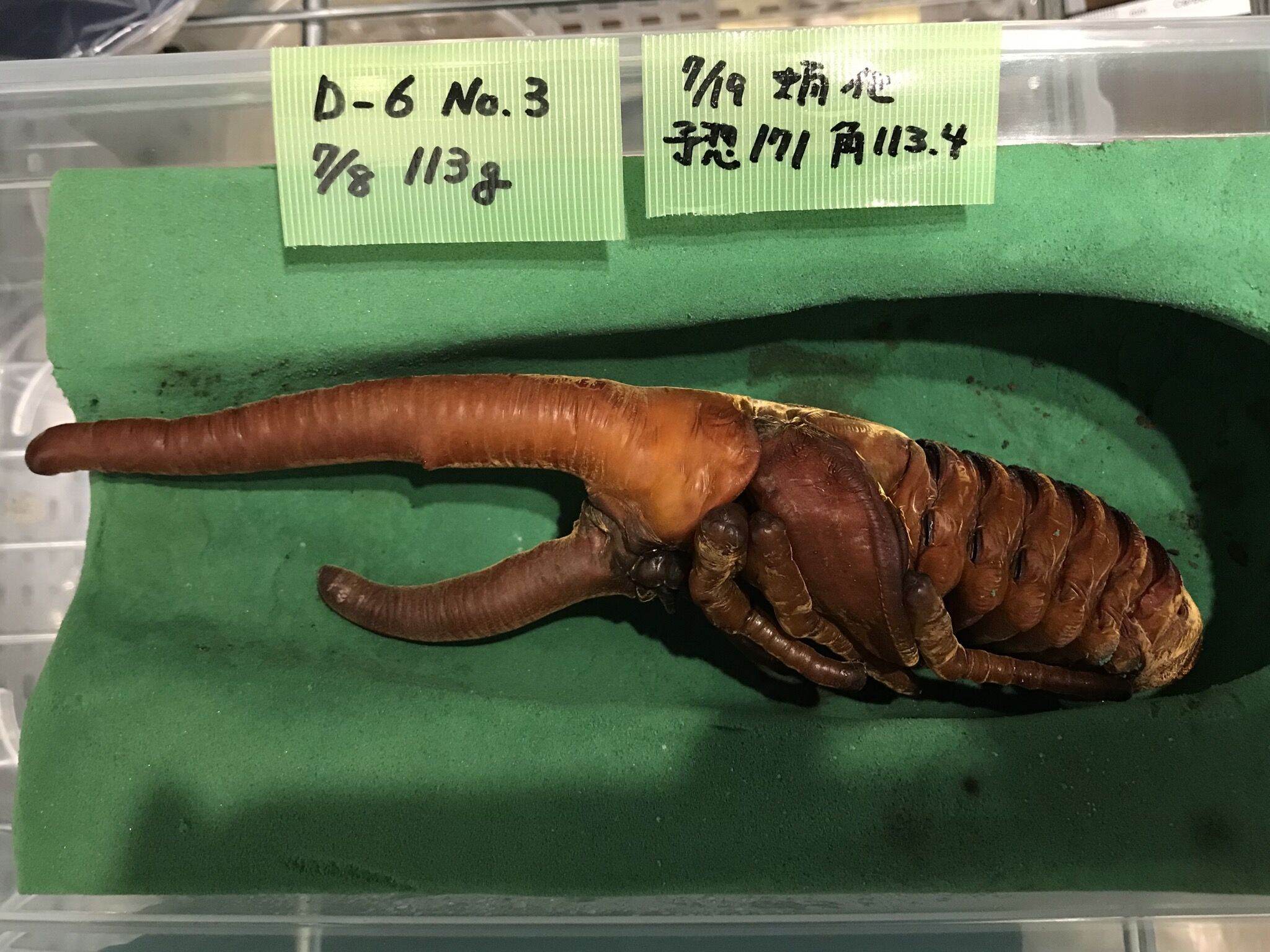 ヘラクレス 人工 蛹 室