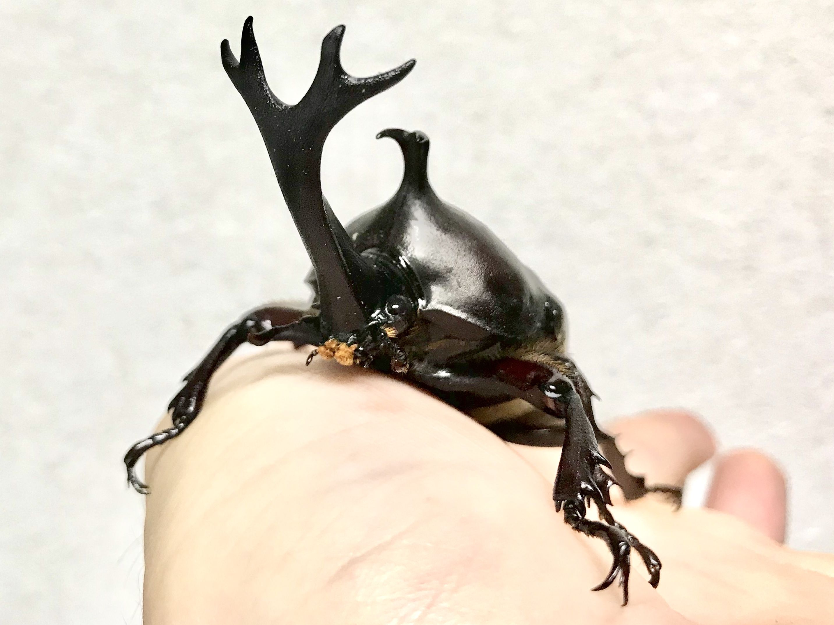 頭角先端幅20mmの国産カブト : どしたの？クロエ