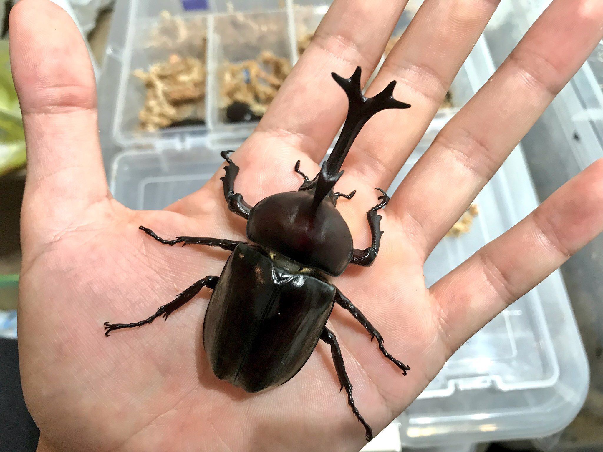 概略サイズmm全長82頭角幅20mm胸角幅6.4mmぐらい野生カブトムシ昆虫