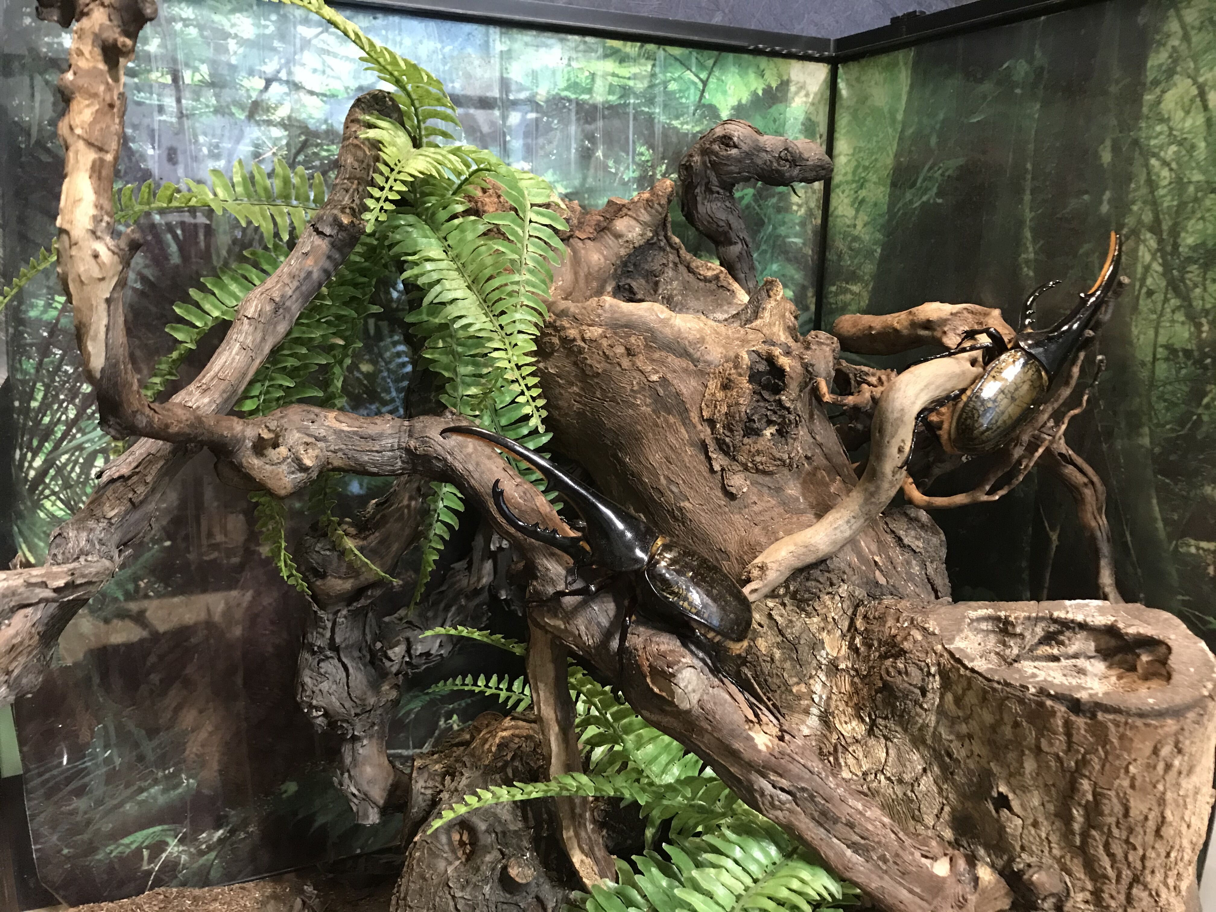 テラリウム - 餌場と洞を作成 : どしたの？クロエ