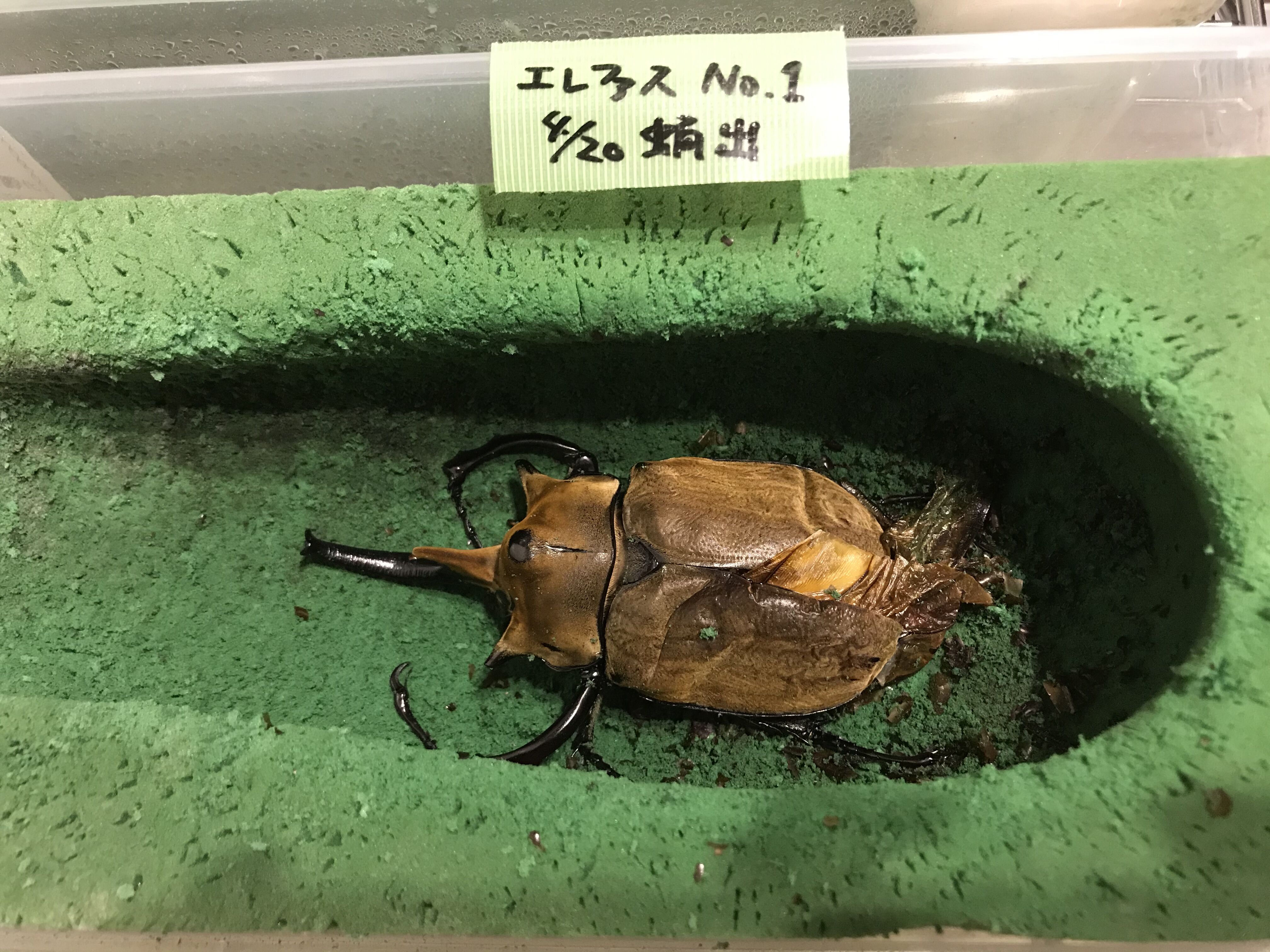 不全エレファスのその後 どしたの クロエ