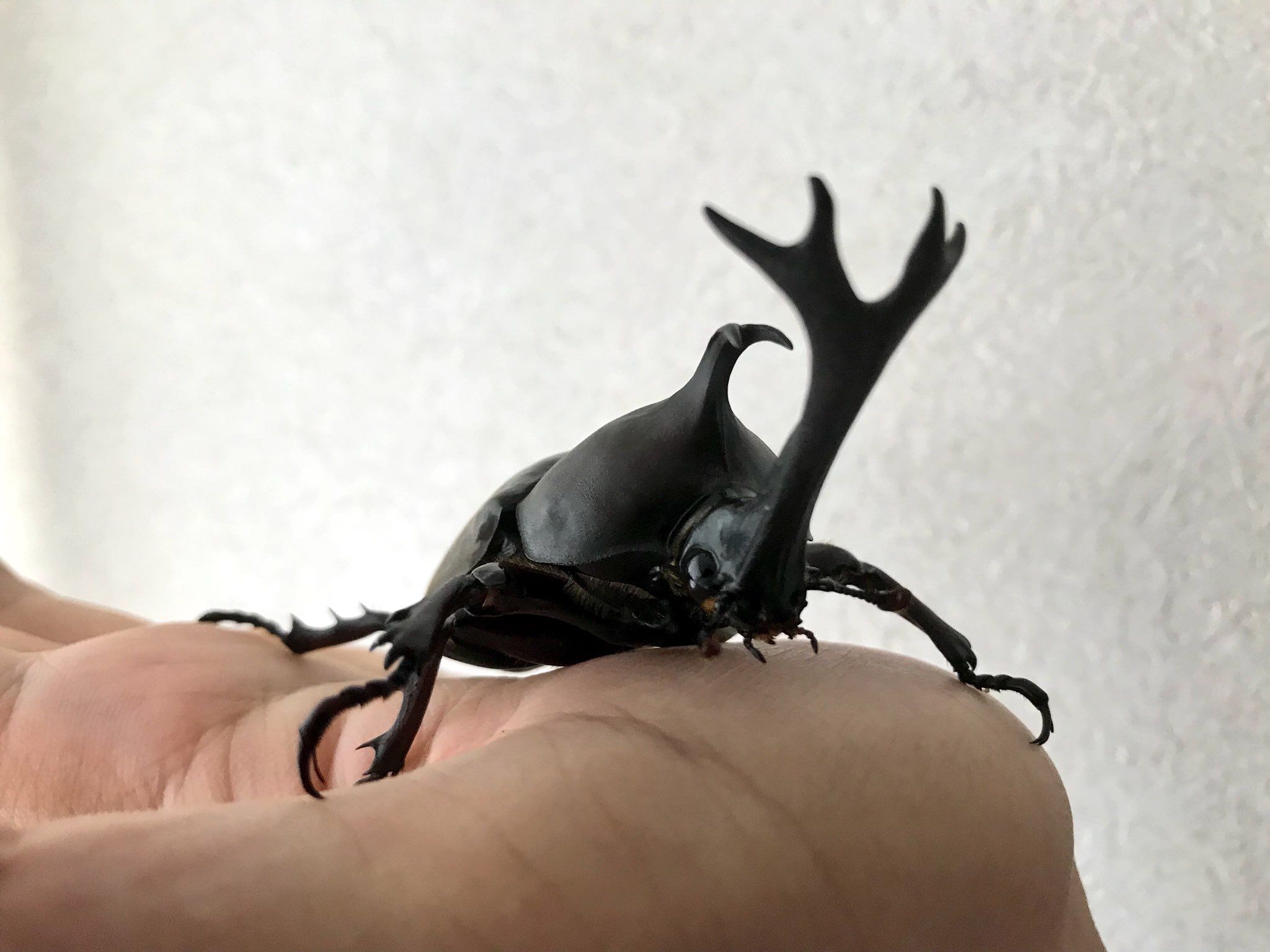 受け継がれる国産カブト : どしたの？クロエ