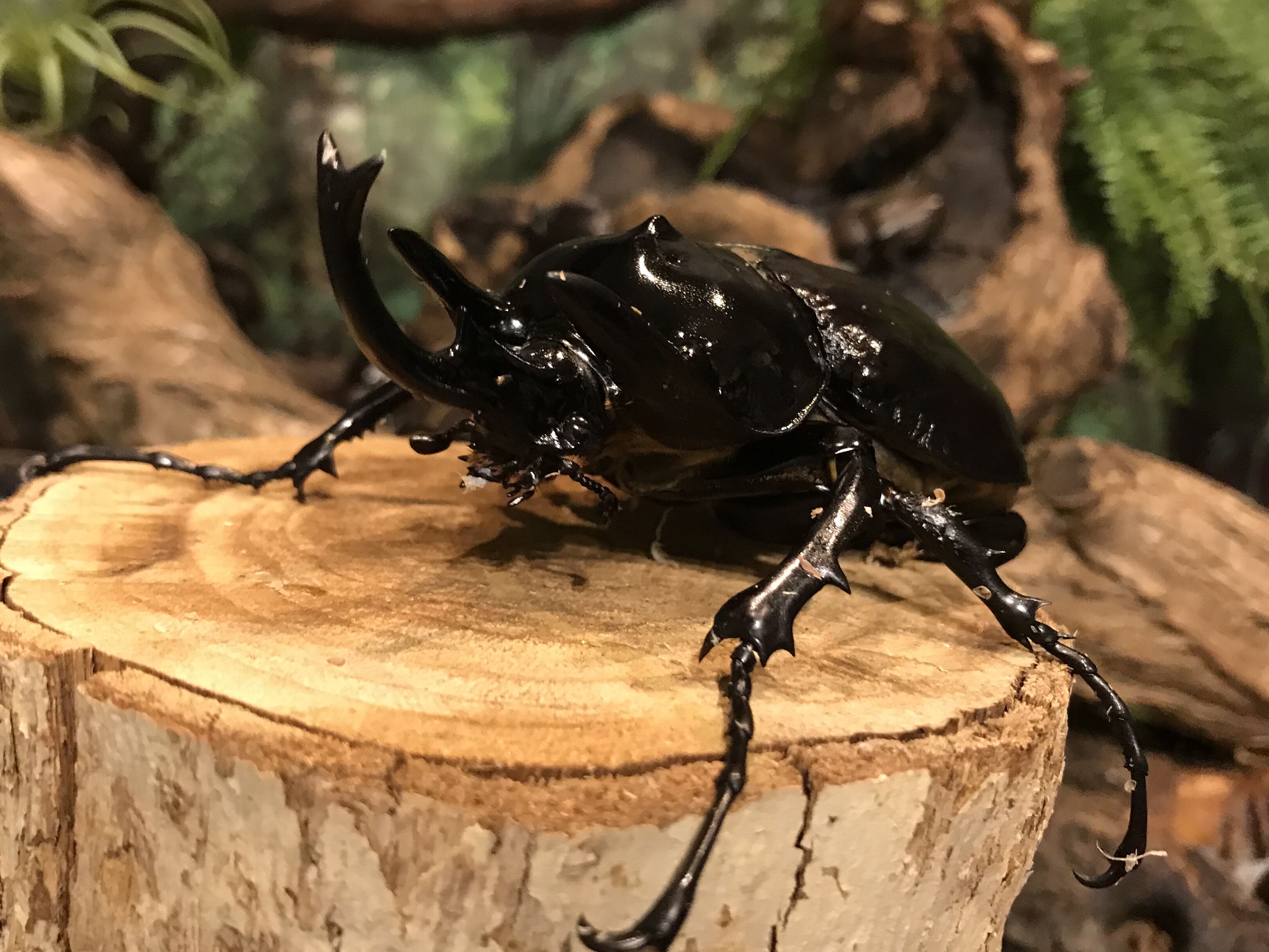 アクティオンブリード開始 : どしたの？クロエ