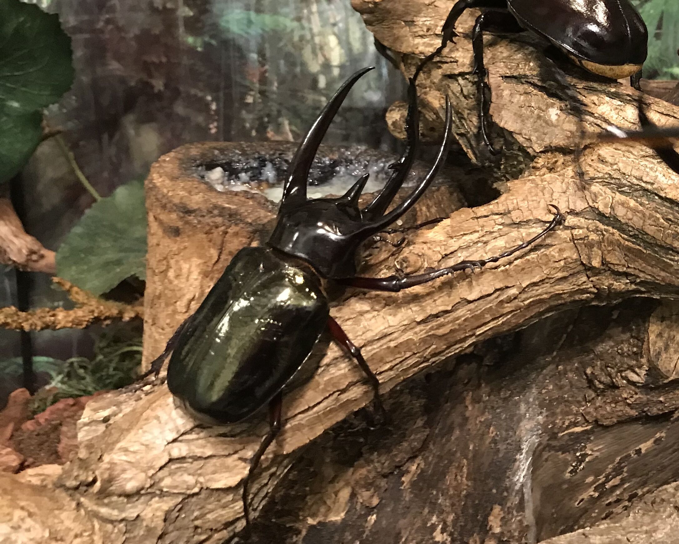 外国産カブト3種 標本ヘラクレスエレファスコーカサス