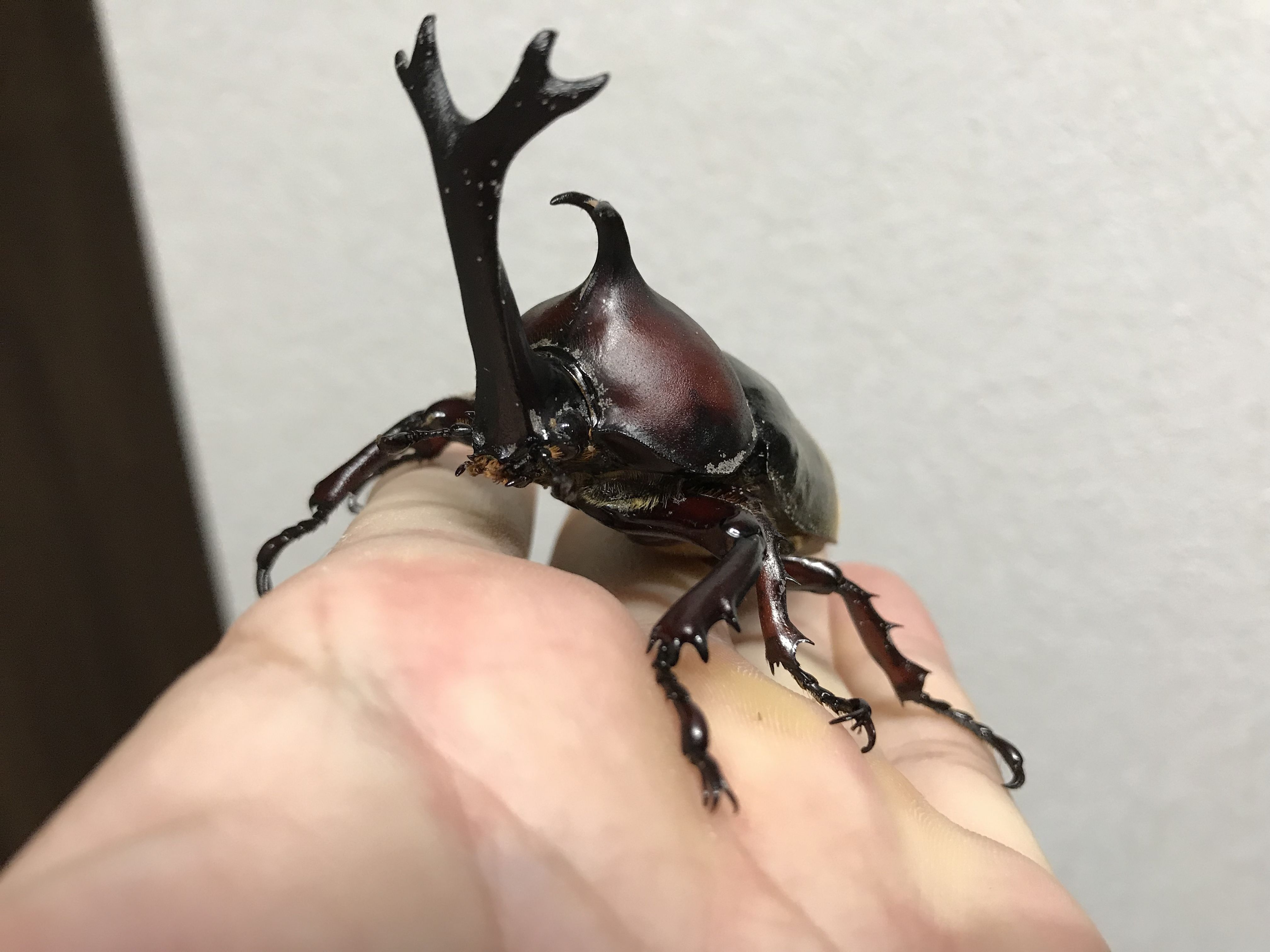 受け継がれる国産カブト : どしたの？クロエ