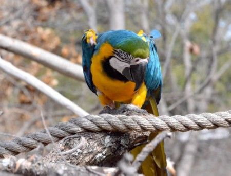 parrot.jpg