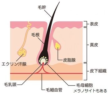 kurofusa030a