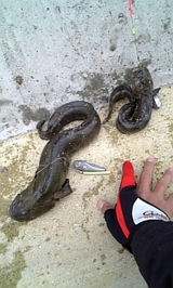 ワラズカ : ダメオヤジ今まで釣れた魚など 画像・情報かもねー