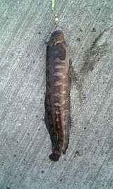ワラズカ ダメオヤジ今まで釣れた魚など 画像 情報かもねー ワラズカ ダメオヤジ今まで釣れた魚など 画像 情報かもねー