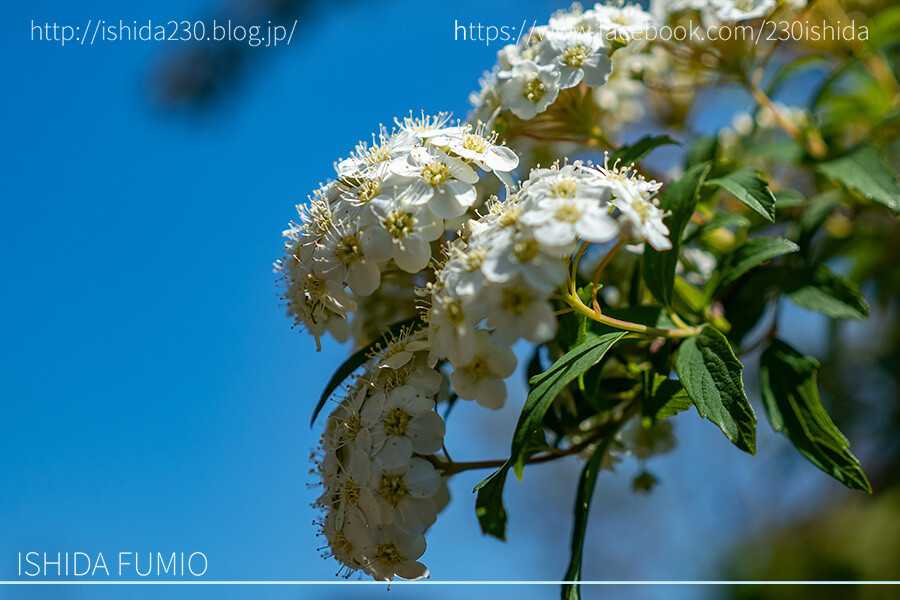 今日の野鳥プラス 庭の花