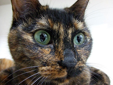 さびねこまつり Gomakina Azutama さびねこまつり Gomakina Azutama