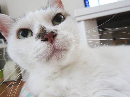 �ˤ�� 