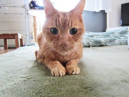 きなこ
