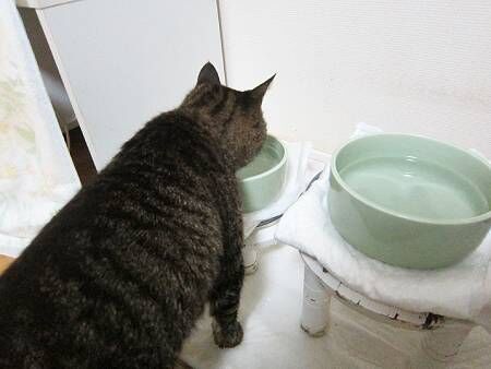しらたま