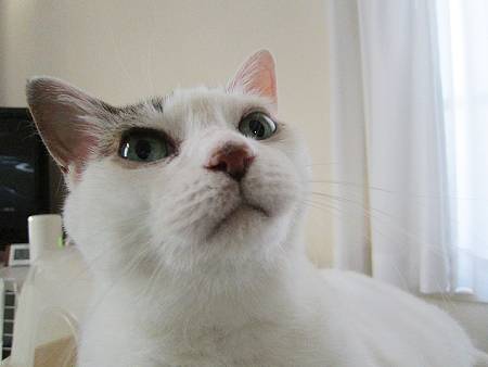 豆花
