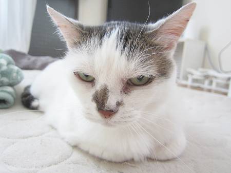 �ˤ�� 