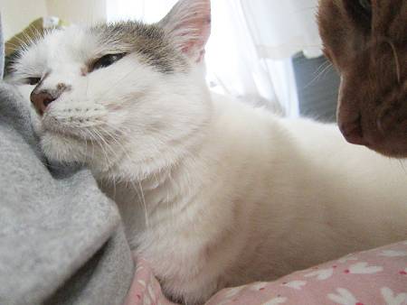 にゅるきな