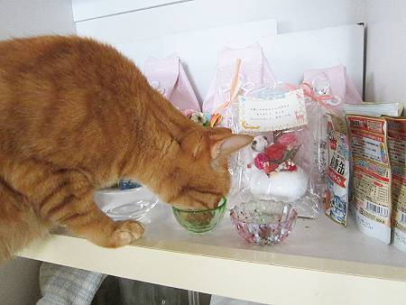 きなこ
