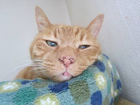 きなこ