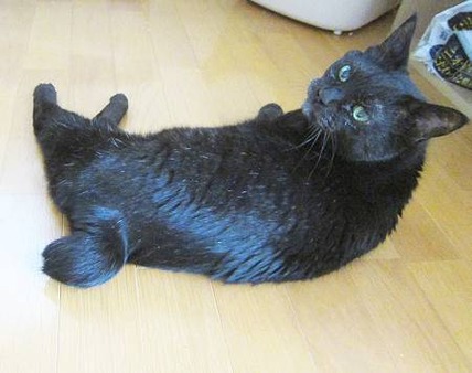 あずき