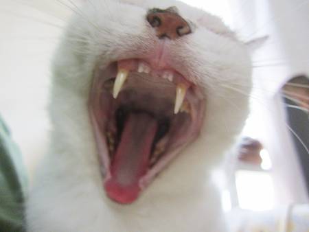 �ˤ�� 
