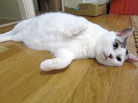 豆花