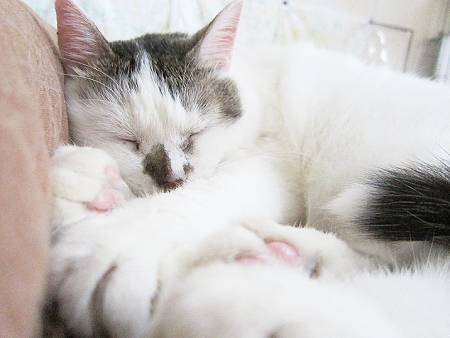 察しのいい猫 Gomakina Azutama