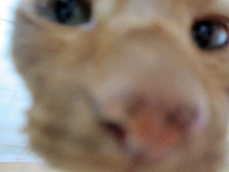 きなこ