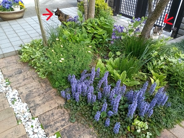 IMG_20250419_171820_1