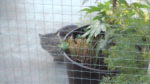 c0402989_18321935 (1)