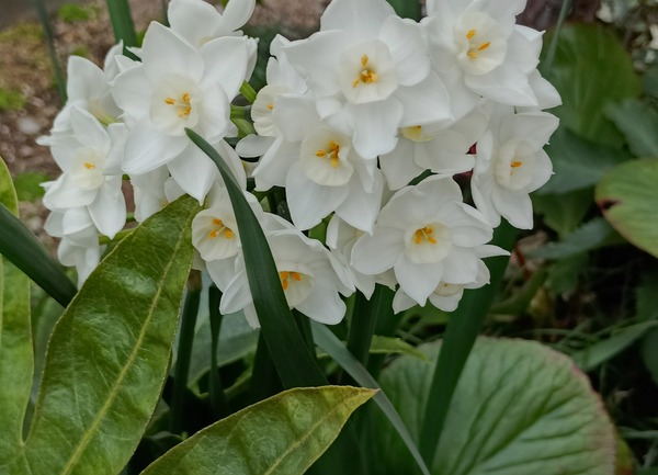 IMG_20250324_105630_1