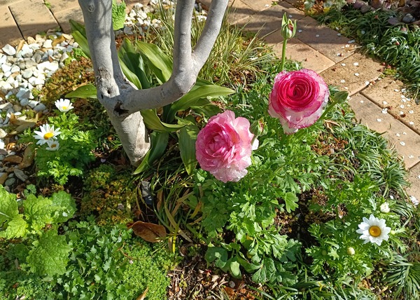 IMG_20250313_091601_1