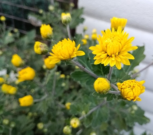 IMG_20251110_160849_1