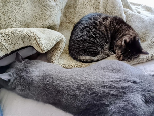 IMG_20241028_132920~2