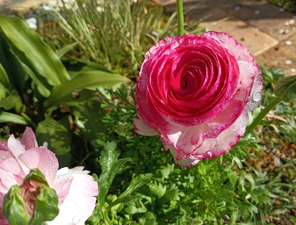 IMG_20250313_091714_1