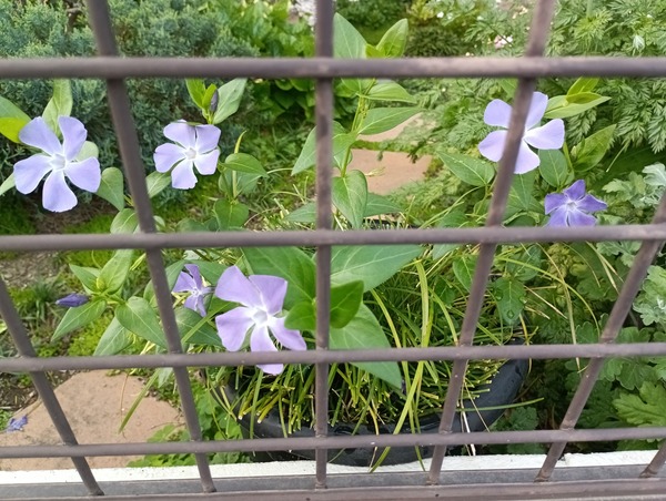 IMG_20250419_172137_1