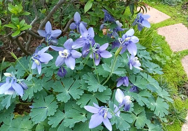 IMG_20250428_063544_1