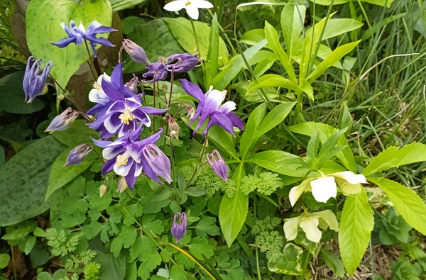 IMG_20250412_162107_1