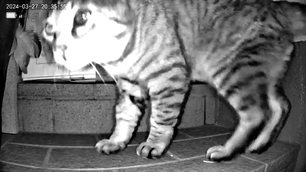 3691771426_1711931083905