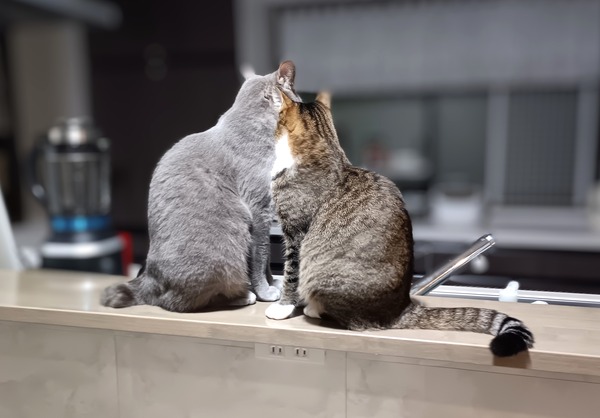 IMG_20250413_202005~2