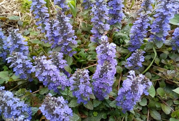 IMG_20250412_162056_1