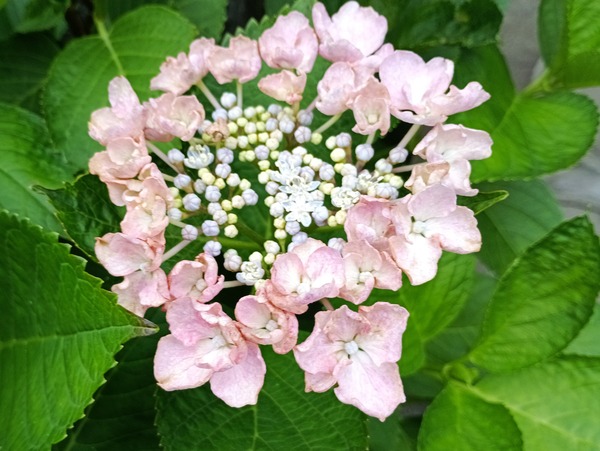 IMG_20250527_175324_1