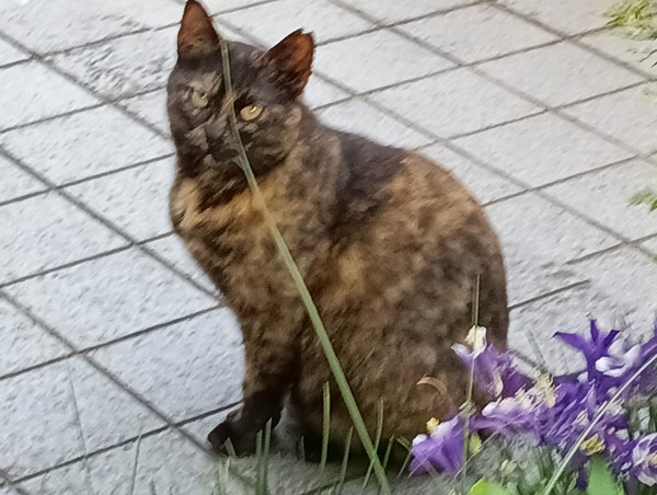 IMG_20250419_171714_1