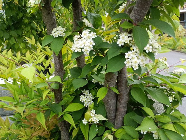 IMG_20250428_063643_1