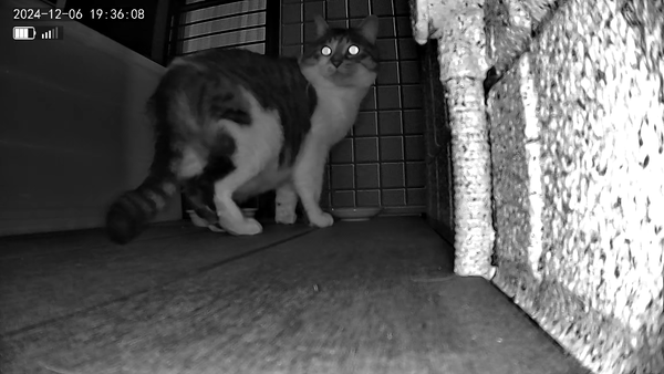 3691771426_1733482930557